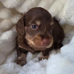 Maui - Chocolate and cream male Dachshund puppy in Yacolt, Washington from Cassiopeia Doxies