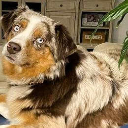 Scarlett - Australian Shepherd