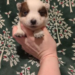 Sirloin - Red speckled male Australian Cattle Dog puppy in Mena, Arkansas from Red Desert Australian Cattle Dogs