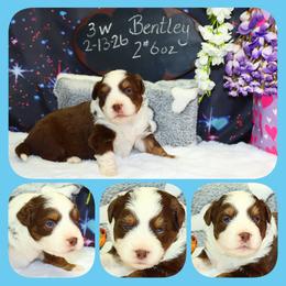 Bentley - Red tri male Toy Australian Shepherd puppy in Levelland, Texas from Once Upon a Time Aussies