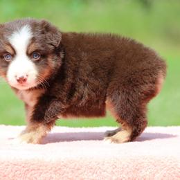 Checkers - Red tri male Miniature Australian Shepherd puppy in Quapaw, Oklahoma from Rocky Hill Aussies