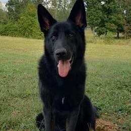 German Shepherds from Wolfimbach Kennels