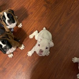Boxer Puppies from Rose’s Supercharged Boxers