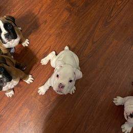 Boxer Puppies from Rose’s Supercharged Boxers