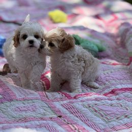 Poodle puppies from Tinkerpups