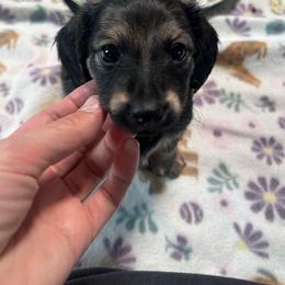 Winston - AKC Pet Only - Cream male Dachshund puppy in Proctor, Montana from Blue Star Dachshunds