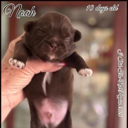 Noah - Liver and white male Shih Tzu puppy in Beatrice, Nebraska from I Shih Tzu Not Puppies