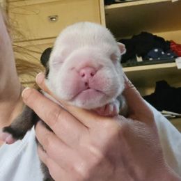 Girl 5 - Fawn and white female Bulldog puppy in Lexington, Kentucky from E. Clive Bulldogs