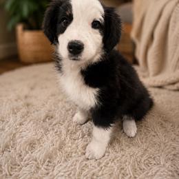 Boy 3 - Black tri male Miniature Australian Shepherd puppy in Hesperia, California from Brigs Aussies