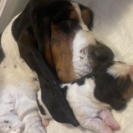Basset Hound Puppies from Peach Blossom Bassets
