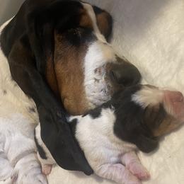 Basset Hound Puppies from Peach Blossom Bassets