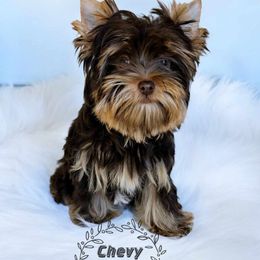 Yorkshire Terrier Puppies from Diamonds & Pearls Yorkshire Terriers