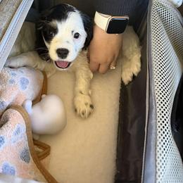 Pfannee - Black and white male Cocker Spaniel puppy in Hickory, North Carolina from Home Grown Cocker Spaniels