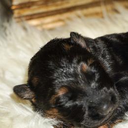 Lavender - Black and red female German Shepherd puppy in Howell, Michigan from Sheyenne’s Shepherds