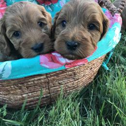 Australian Labradoodle Puppies from Wild Daisy Labradoodles