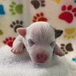 Jack Russell Terrier Puppies from Fair Dinkum Jack Russell Terriers