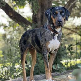 Bea Girl - Catahoula Leopard Dog