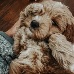 Aussiedoodle and Goldendoodle Puppies from Mackedoodles