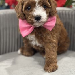 Cavapoo and Poodle Puppies from Fletcher fuzzy friends