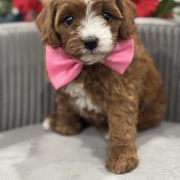 Cavapoo and Poodle Puppies from Fletcher fuzzy friends