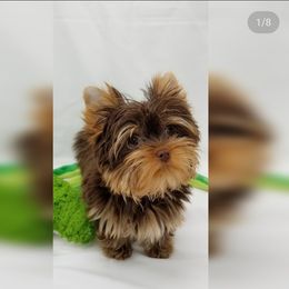 Yorkshire Terrier Puppies from Harmony Hills Yorkies