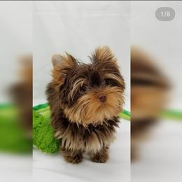 Yorkshire Terrier Puppies from Harmony Hills Yorkies