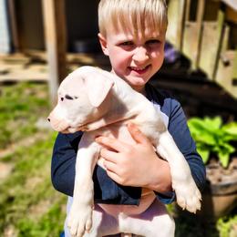 American Bulldog Puppies from Valor American Bulldogs