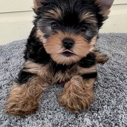 Biewer Terrier, Chinese Crested, and Yorkshire Terrier Puppies from FronkLinn Kennel