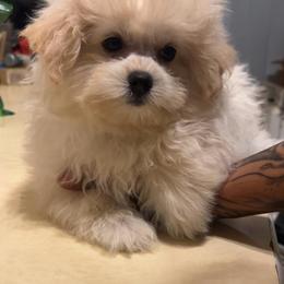 Aero - White female Maltipoo puppy in Long Island, New York from Minipaws kennel