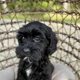Virginia - Black female Australian Labradoodle puppy in Calhoun, Louisiana from Arrowhead Australian Labradoodles