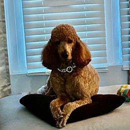 Phoebe - Poodle