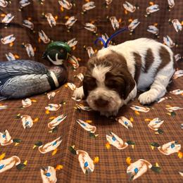 Walter - Tri-Roan male English Springer Spaniel puppy in Braidwood, Illinois from A & R Springers