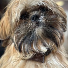 Honor - Shih Tzu puppy from Taos Ewok Tribe