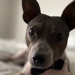 American Hairless Terriers from OakSahara
