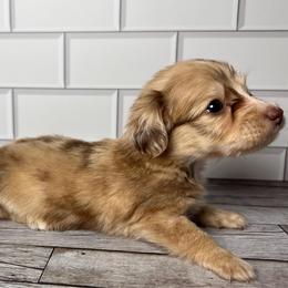 Annie - Dapple female Dachshund puppy in Miami, Florida from Maitime Dachshund