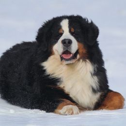 Perseus - Bernese Mountain Dog