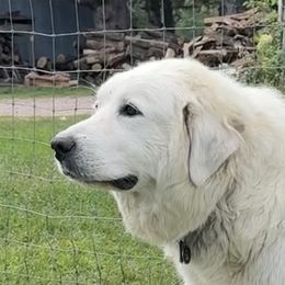 Ruby - Great Pyrenees