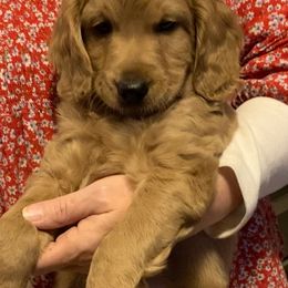 Goldendoodle Puppies from Northwoods Goldendoodles