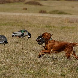 Golden Retriever and Labrador Retriever All Grown Up from James River Labrador Retrievers and Golden Retrievers