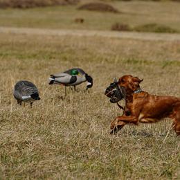 Golden Retriever and Labrador Retriever All Grown Up from James River Labrador Retrievers and Golden Retrievers