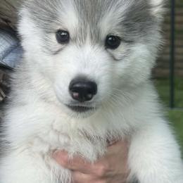 Fuzz - Gray and white male Siberian Husky puppy in Michigan from Coldwind Kennel