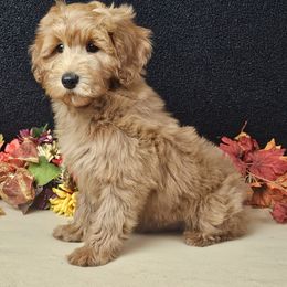 Gaston - Apricot male Goldendoodle puppy in Norton, Ohio from Keepsake Doodles