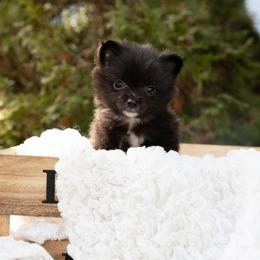 Shadow - Black male Pomeranian puppy in Grayslake, Illinois from Lamon’s Pom & Polar Pups