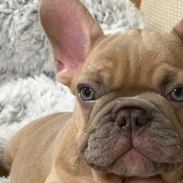 French Bulldogs from falling4frenchies