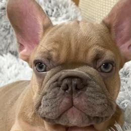 French Bulldogs from falling4frenchies