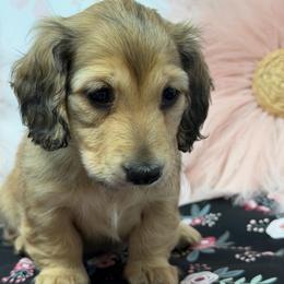 Felicity (happiness, good fortune) - Cream female Dachshund puppy in Murfreesboro, Tennessee from Kimbrie's Dream Cream Doxies
