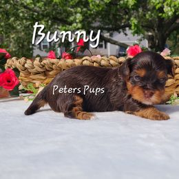 Yorkshire Terrier Puppies from Peters Pups Yorkshire Terriers