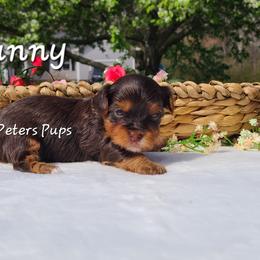 Yorkshire Terrier Puppies from Peters Pups Yorkshire Terriers