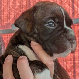 Vinnie - Brindle Boxer puppy in Wellington, Ohio from Brinkhaven Boxers