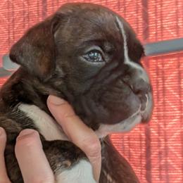 Vinnie - Brindle Boxer puppy in Wellington, Ohio from Brinkhaven Boxers